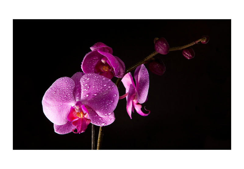 Fototapetes ar ziediem - Stilīgā orhideja