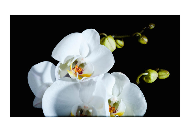 Fototapetes ar ziediem - Phalaenopsis
