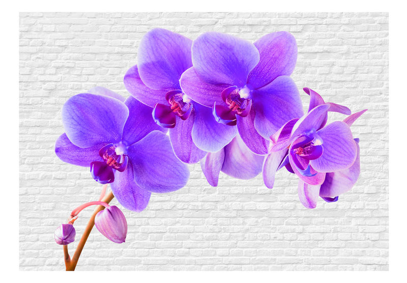 Fototapetes ar ziediem - Violets satraukums