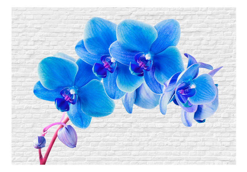 Fototapetes ar ziediem - Zilais satraukums