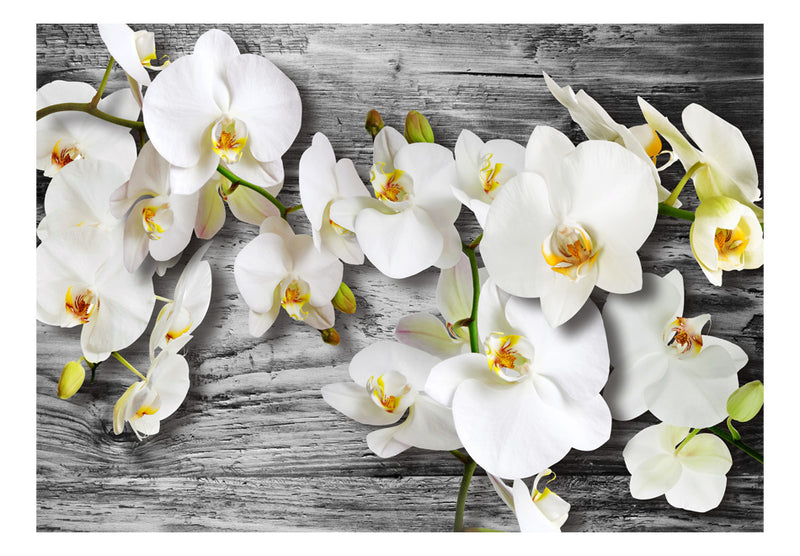 Fototapetes ar ziediem - Bezkaislīgās orhidejas III