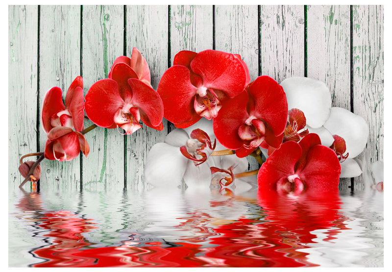 Fototapetes ar ziediem - Rubīna orhideja