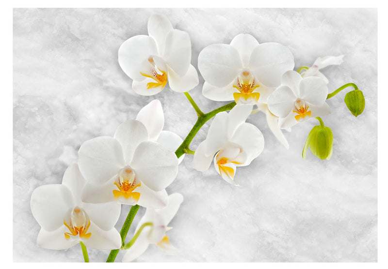 Fototapetes ar ziediem - Liriskā orhideja - balta