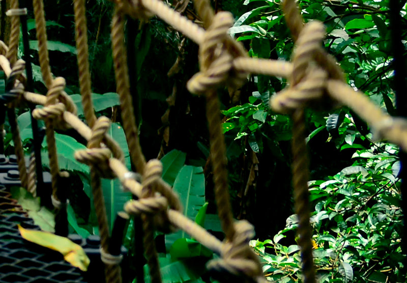 Fototapetes ar mežu - Tilts džungļos 136308