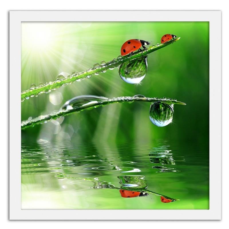 Glezna baltā rāmī - A ladybird on a dewy grass 