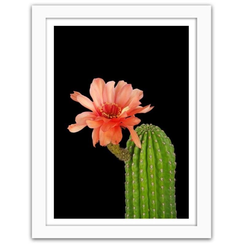 Glezna baltā rāmī - A cactus with a red flower 