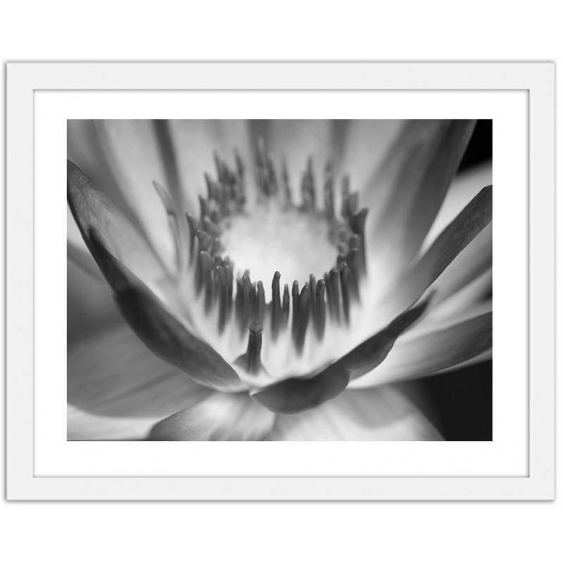 Glezna baltā rāmī - Lotus flower 