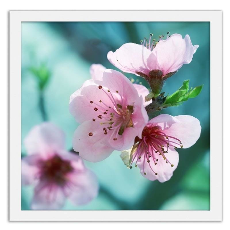 Glezna baltā rāmī - Almond pink flowers 