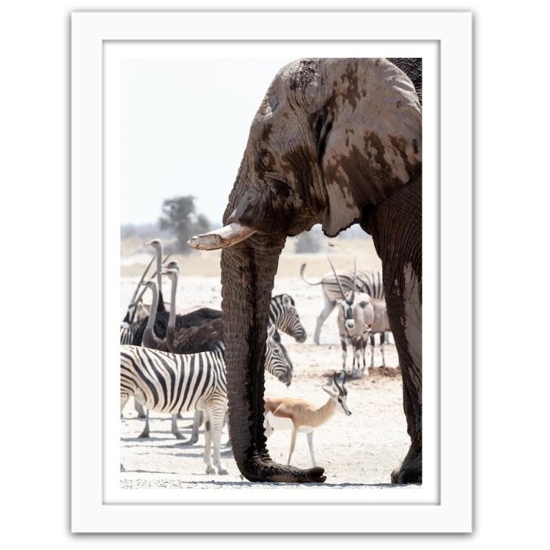 Glezna baltā rāmī - African elephant 
