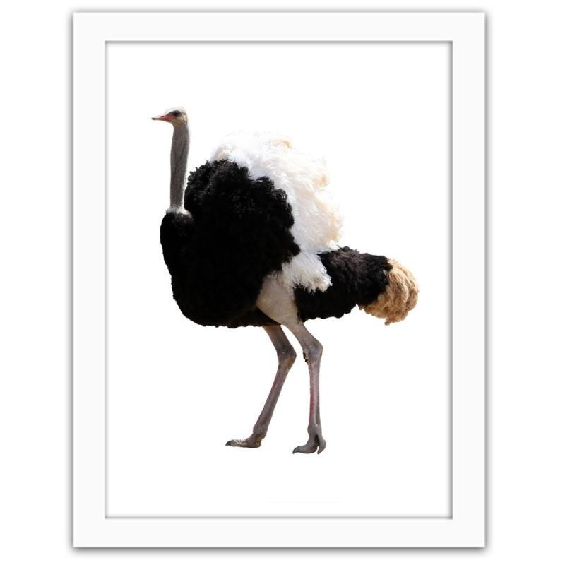 Glezna baltā rāmī - An ostrich with beautiful feathers 