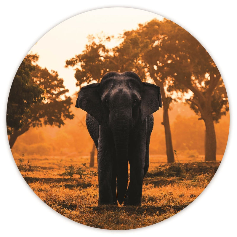 Dekoratīvais panelis - Elephant at dawn 