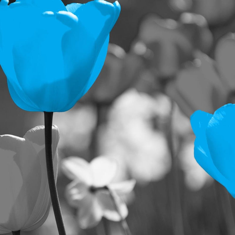 Glezna baltā rāmī - Blue Tulips On A Meadow 