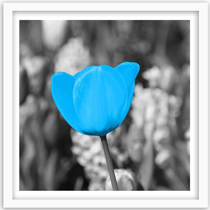 Glezna baltā rāmī - Blue Tulip 