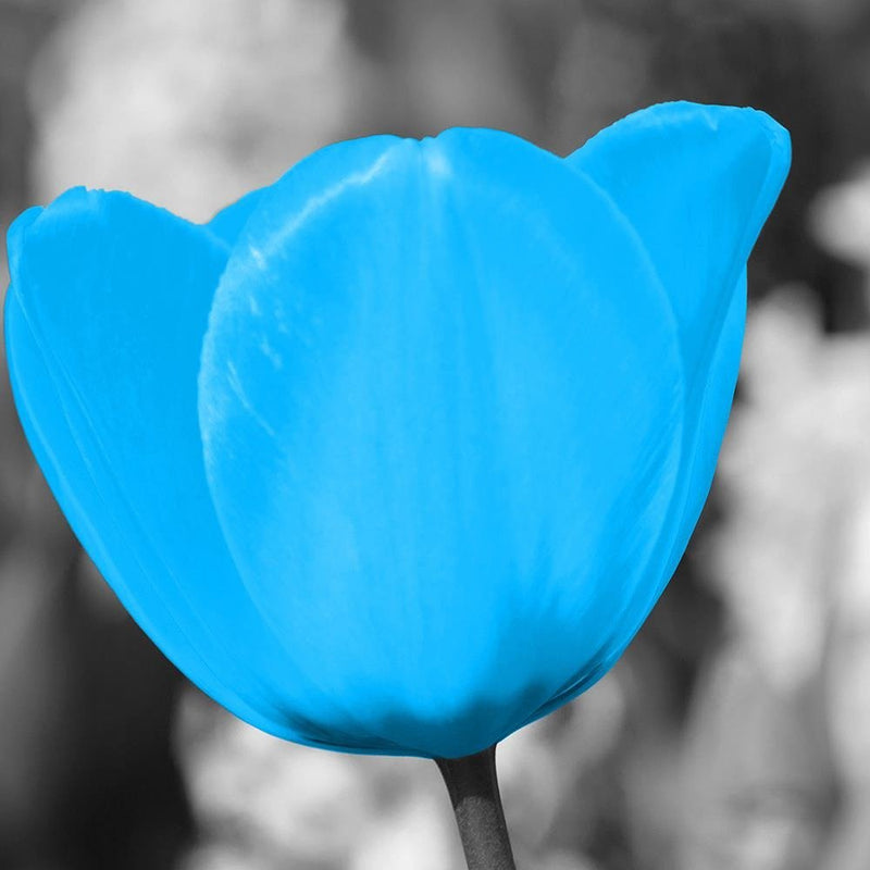 Glezna baltā rāmī - Blue Tulip 