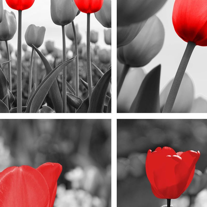 Glezna baltā rāmī - A Set Of Red Tulips In Gray 