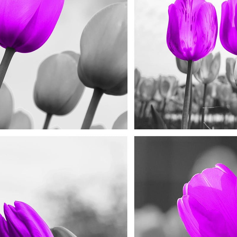 Glezna baltā rāmī - A Set Of Purple Tulips 