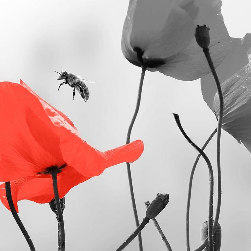 Dekoratīvais panelis - Poppies And Bee 
