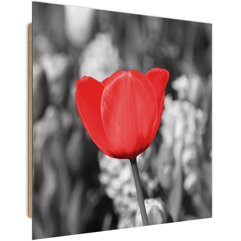 Dekoratīvais panelis - Red Tulip On The Meadow 