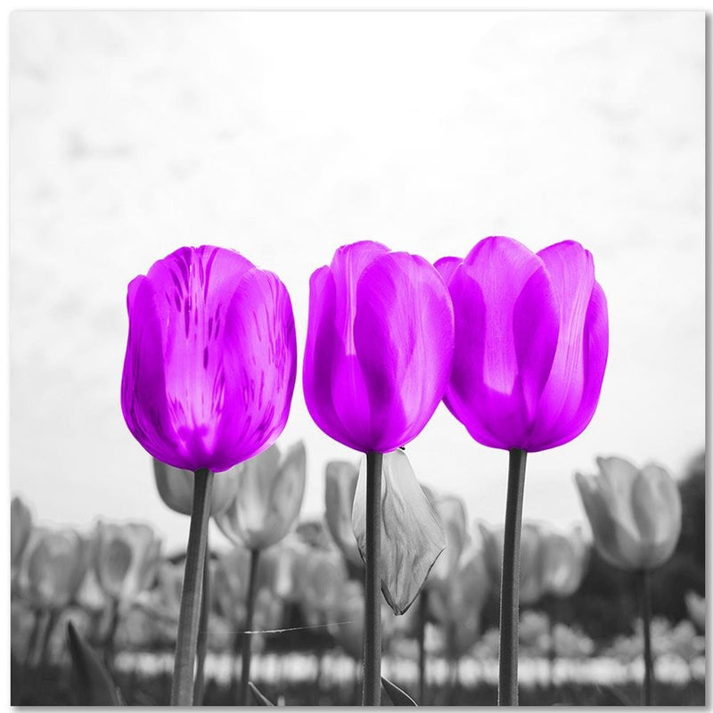 Dekoratīvais panelis - Purple Tulips 