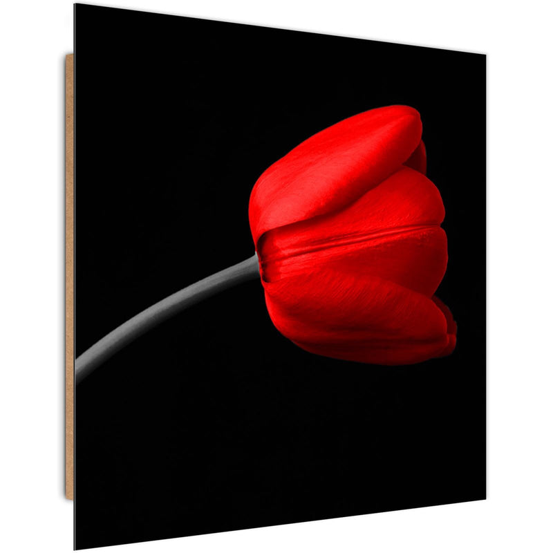 Dekoratīvais panelis - Red Tulip 