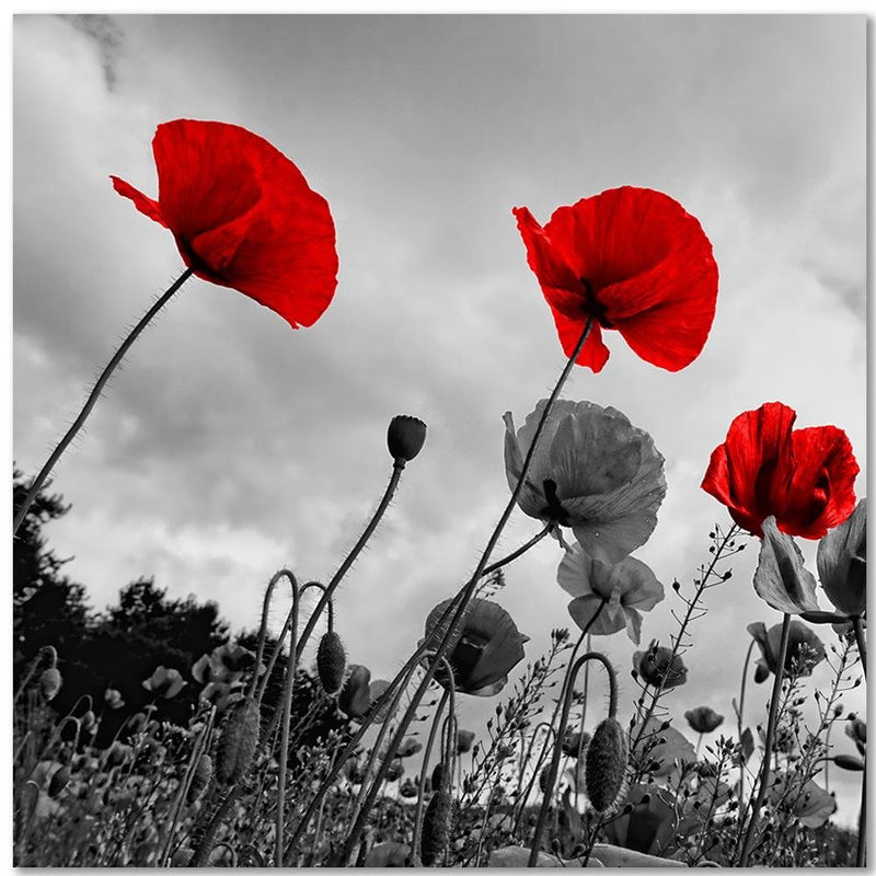 Dekoratīvais panelis - Red Poppies On The Meadow 