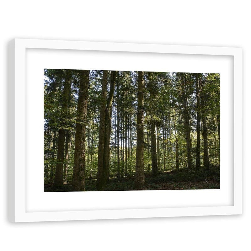 Glezna baltā rāmī - Dark Forest On A Sunny Day 