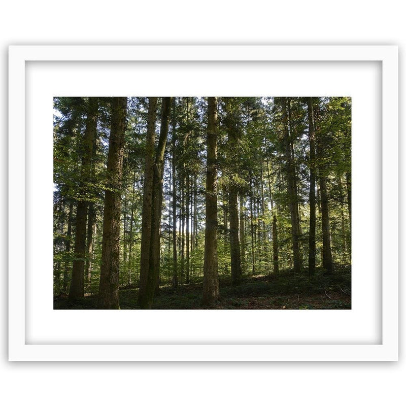 Glezna baltā rāmī - Dark Forest On A Sunny Day 