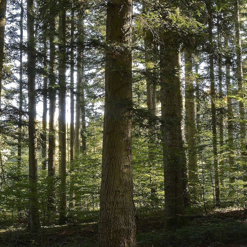 Glezna baltā rāmī - Dark Forest On A Sunny Day 