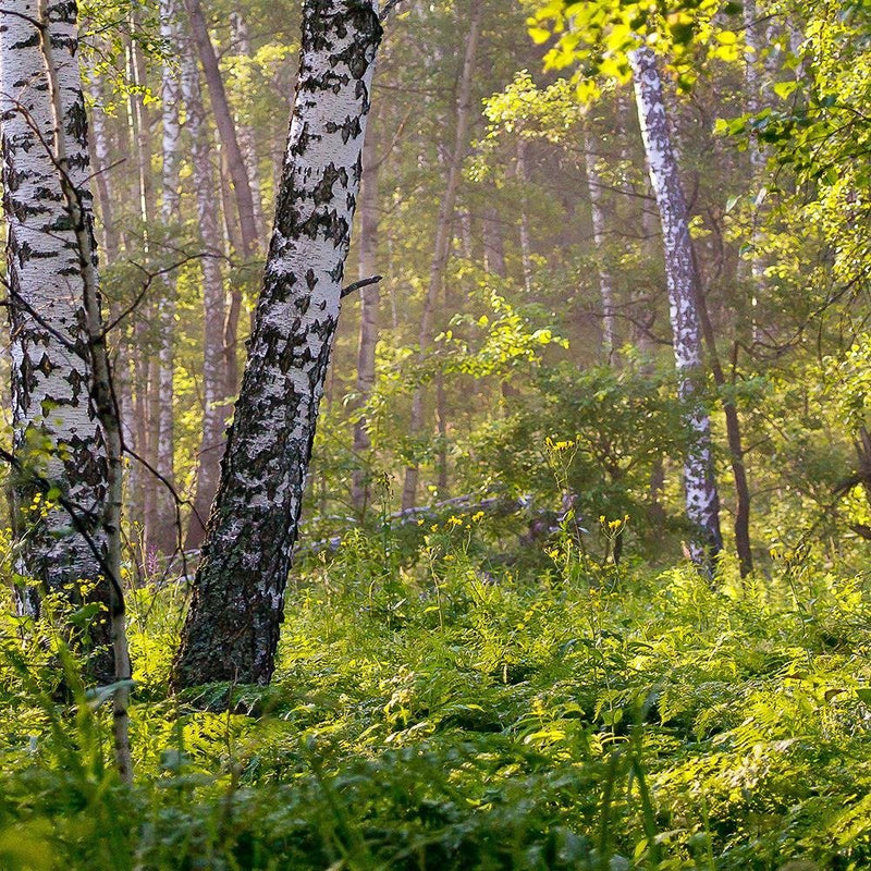 Glezna baltā rāmī - Birches In The Middle Of The Forest 