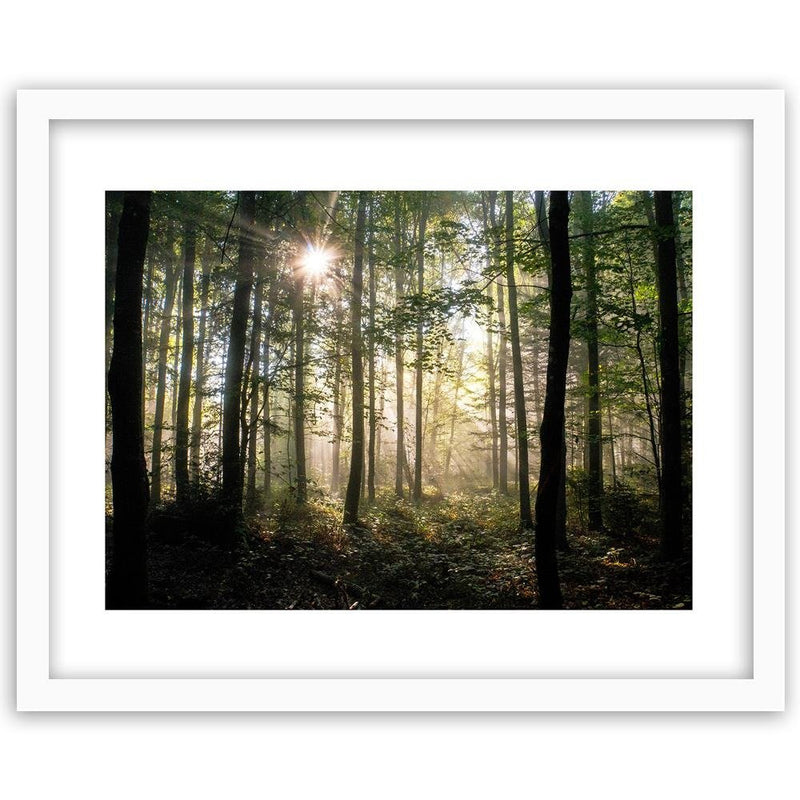 Glezna baltā rāmī - Dark Dense Forest 