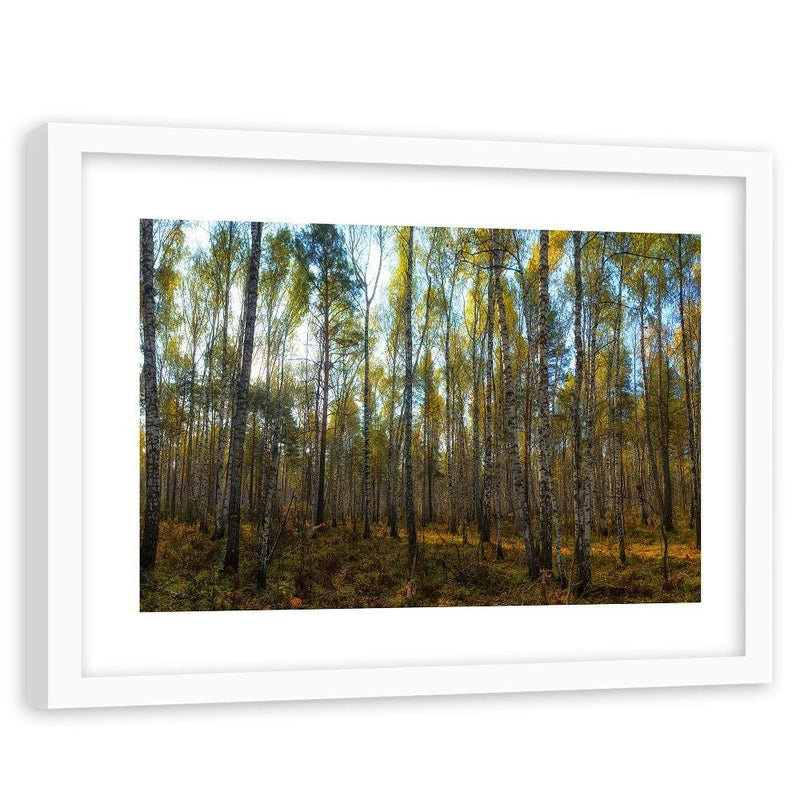 Glezna baltā rāmī - Dense Birch Forest 