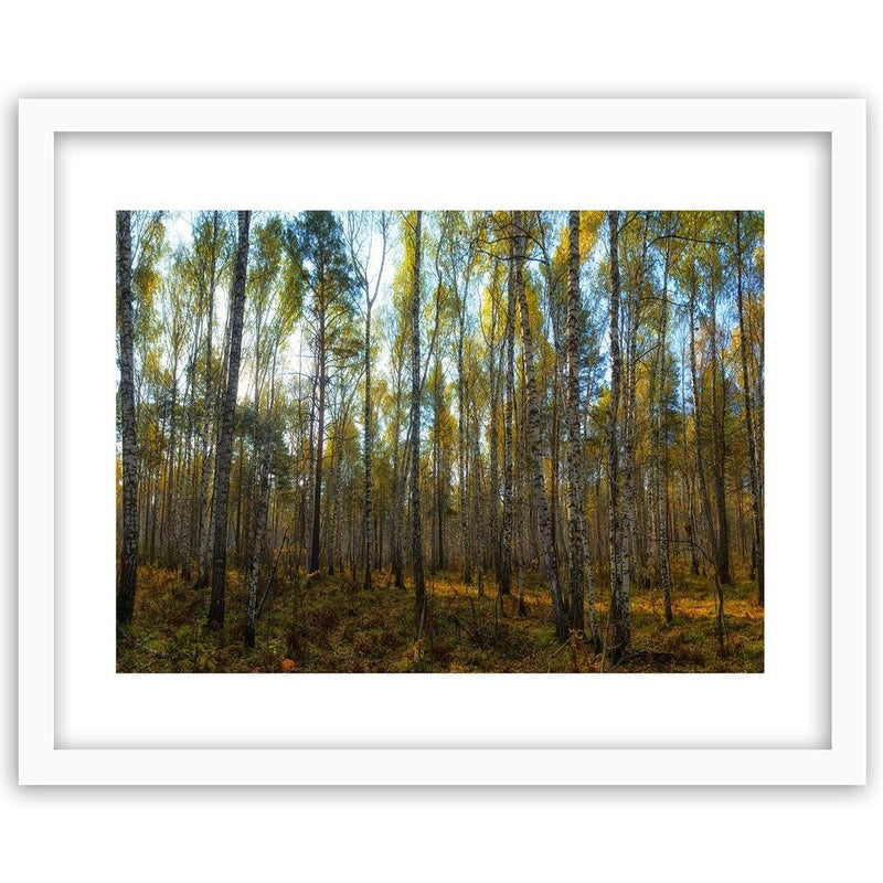 Glezna baltā rāmī - Dense Birch Forest 