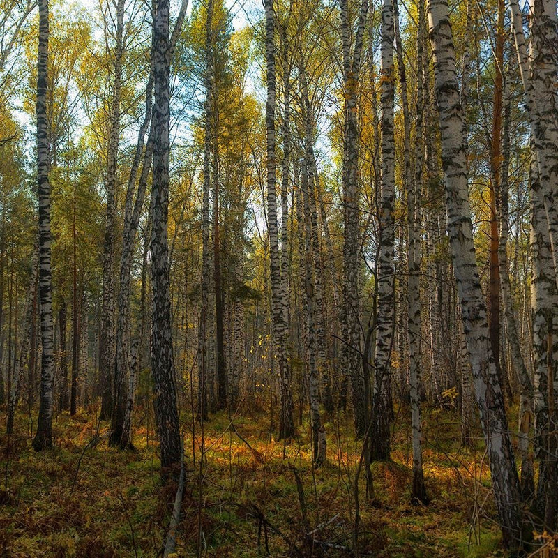 Glezna baltā rāmī - Dense Birch Forest 