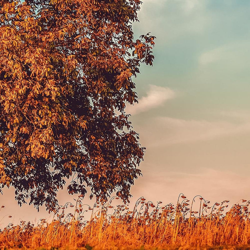 Glezna baltā rāmī - A Tree In Autumn 