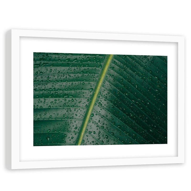 Glezna baltā rāmī - Drops On A Leaf Close-Up 