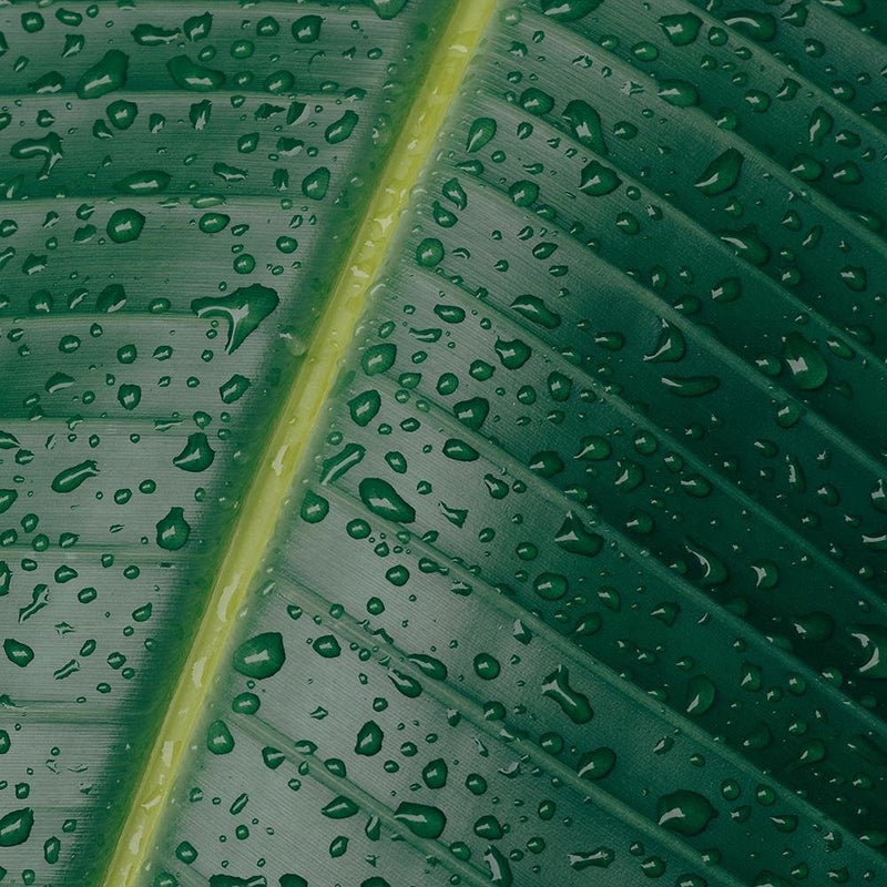 Glezna baltā rāmī - Drops On A Leaf Close-Up 