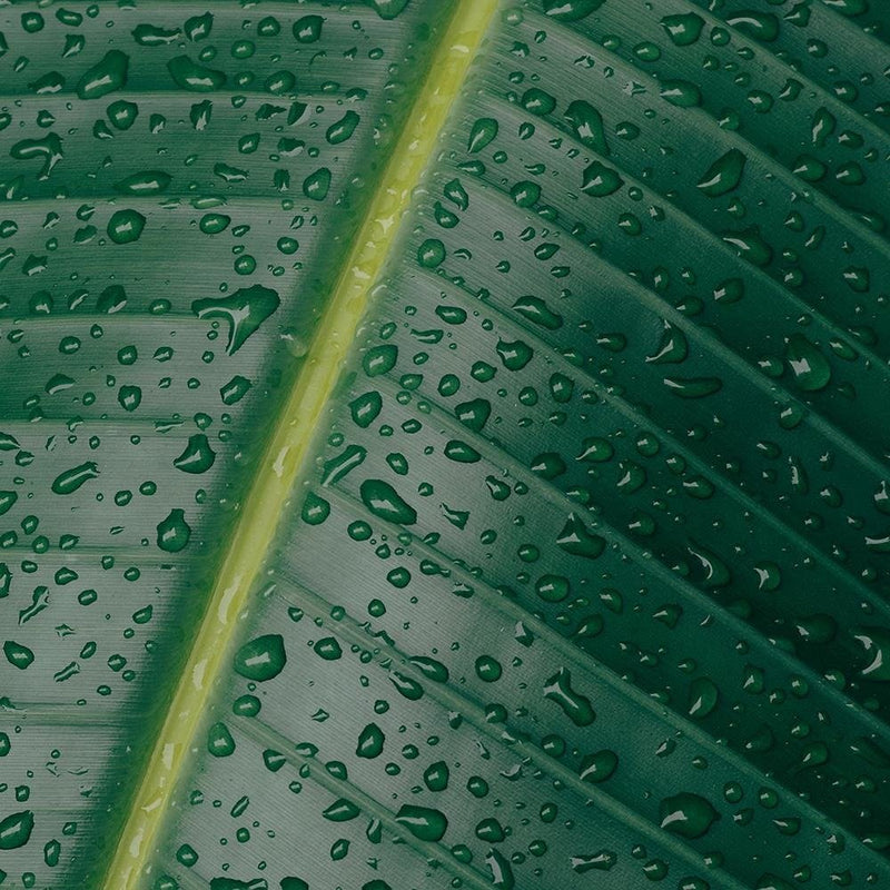 Glezna baltā rāmī - Drops On A Leaf Close-Up 