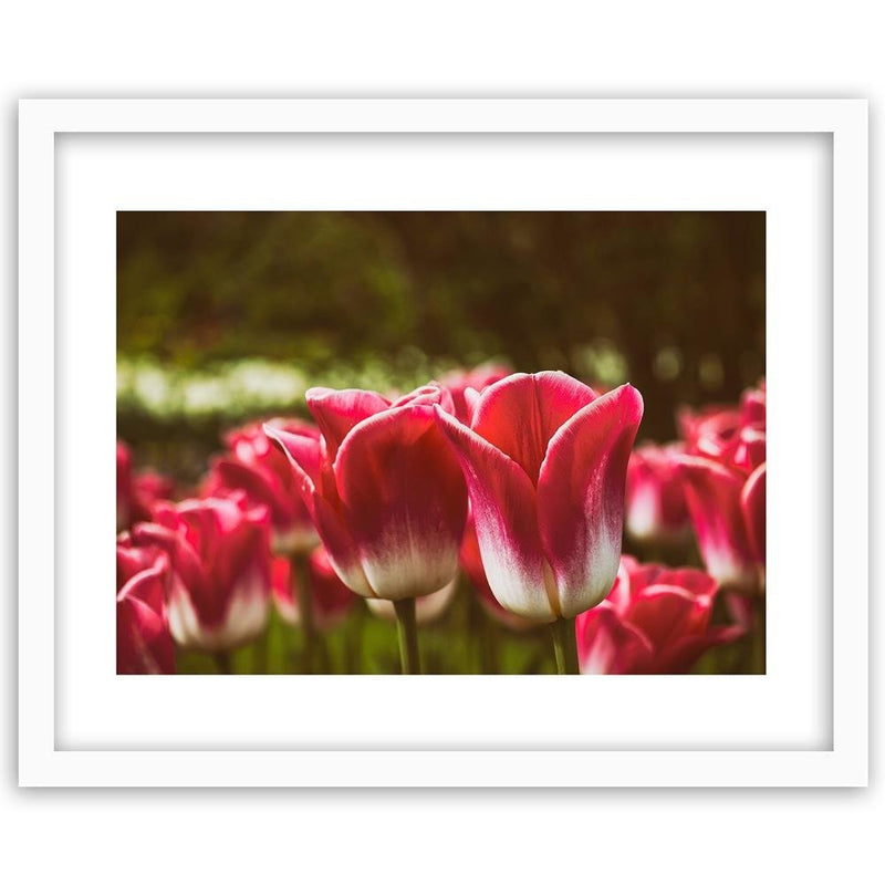 Glezna baltā rāmī - Blooming Tulip 