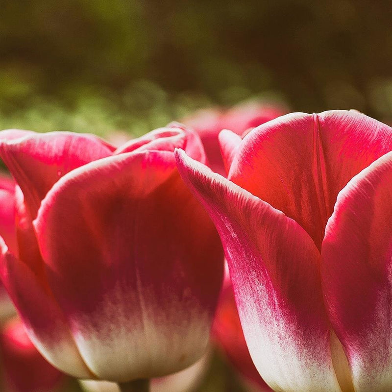Glezna baltā rāmī - Blooming Tulip 