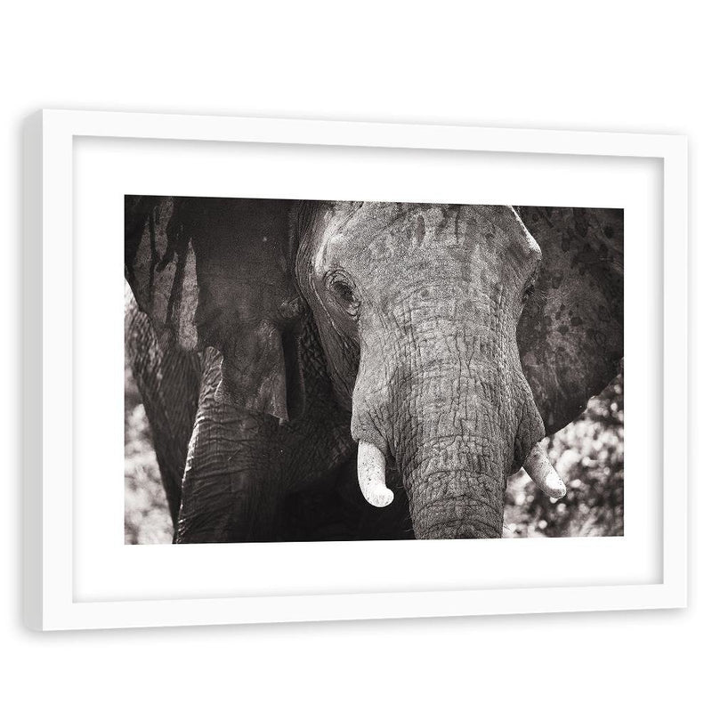 Glezna baltā rāmī - Black-And-White Elephant 