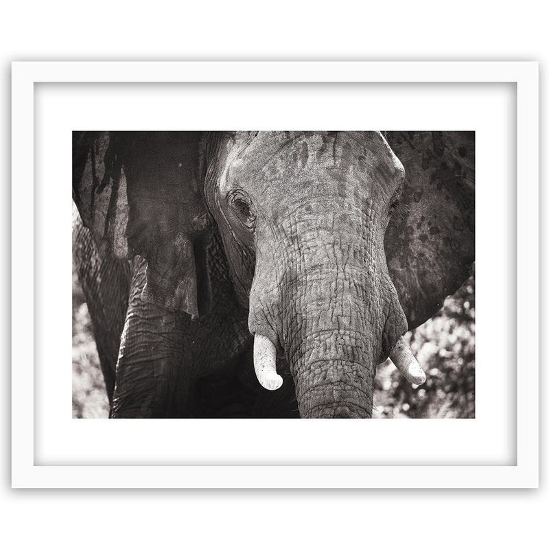 Glezna baltā rāmī - Black-And-White Elephant 