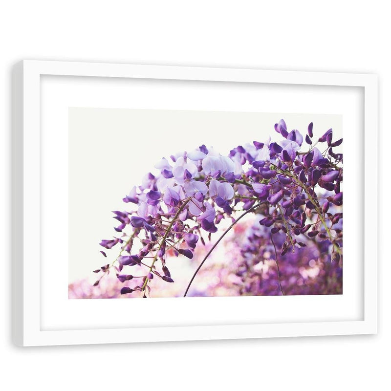 Glezna baltā rāmī - Lilac Wisteria Flowers 