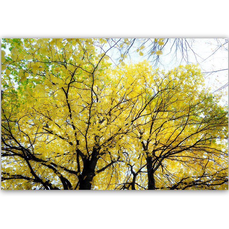 Dekoratīvais panelis - Yellow Leaves On A Tree 