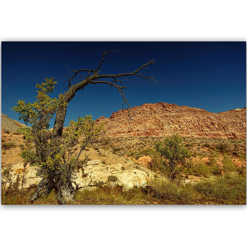 Dekoratīvais panelis - Dry Tree In The Desert 