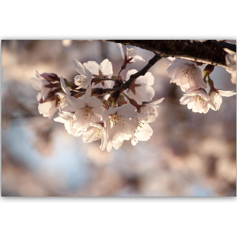 Dekoratīvais panelis - Flowering Cherry 