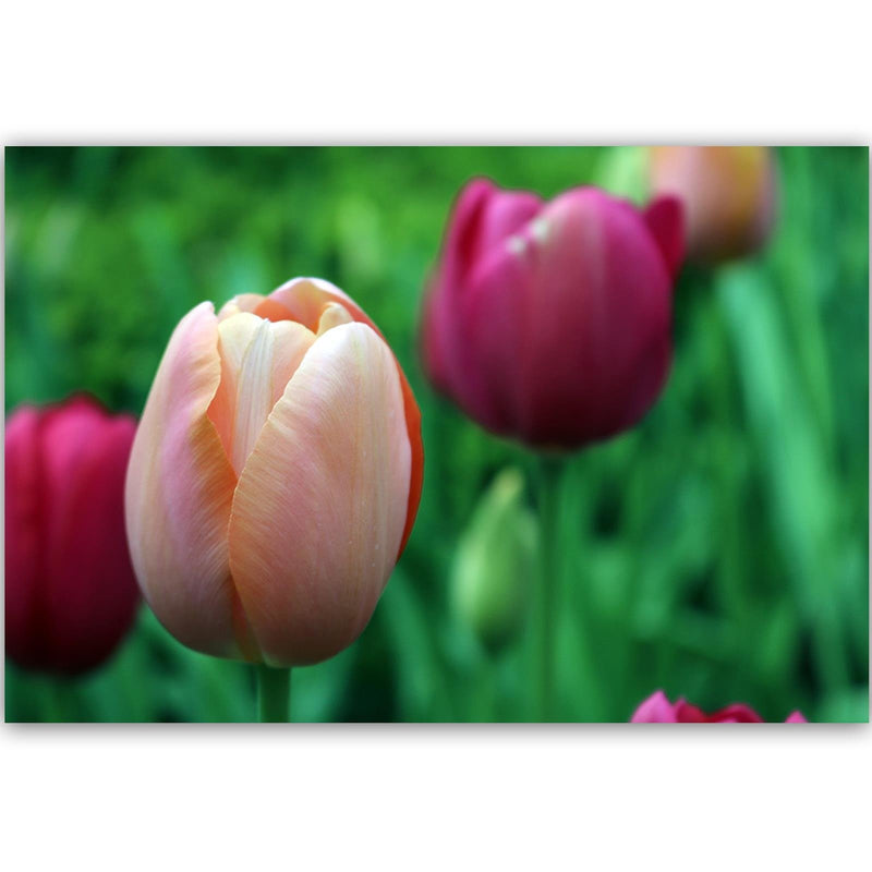 Dekoratīvais panelis - Pink Tulip 