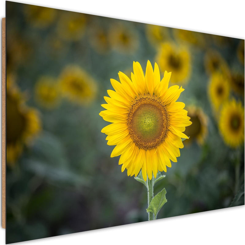 Dekoratīvais panelis - Young Sunflower 