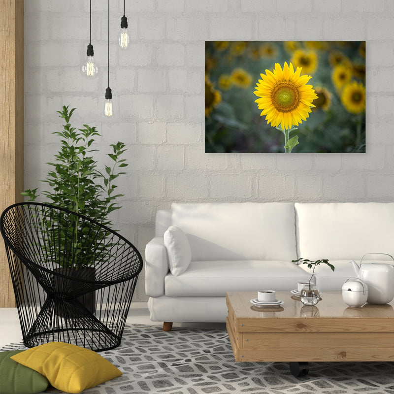 Dekoratīvais panelis - Young Sunflower 