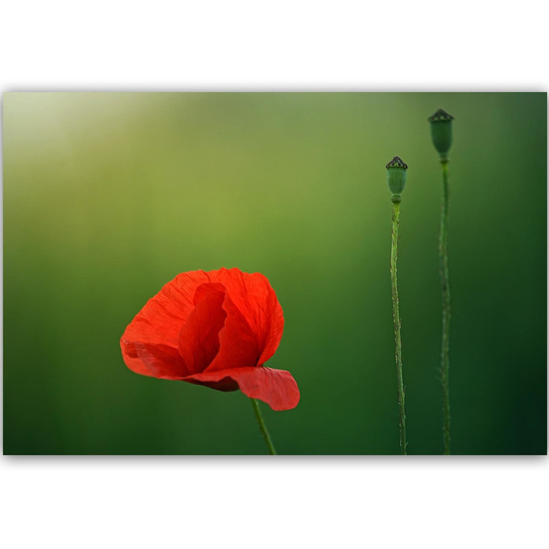 Dekoratīvais panelis - Poppy Flower On A Green Background 