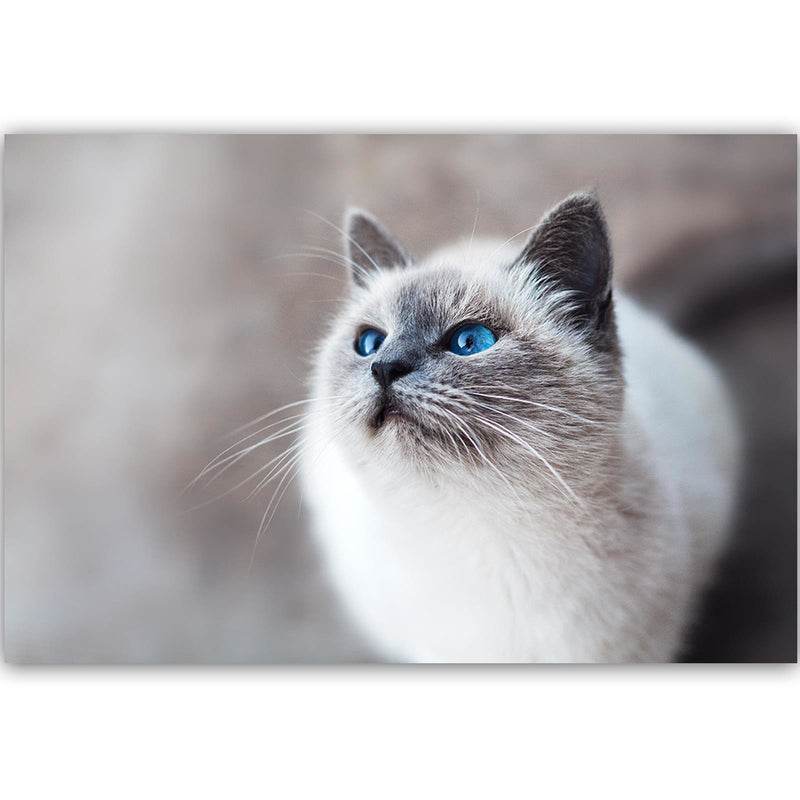 Dekoratīvais panelis - Siberian Cat 